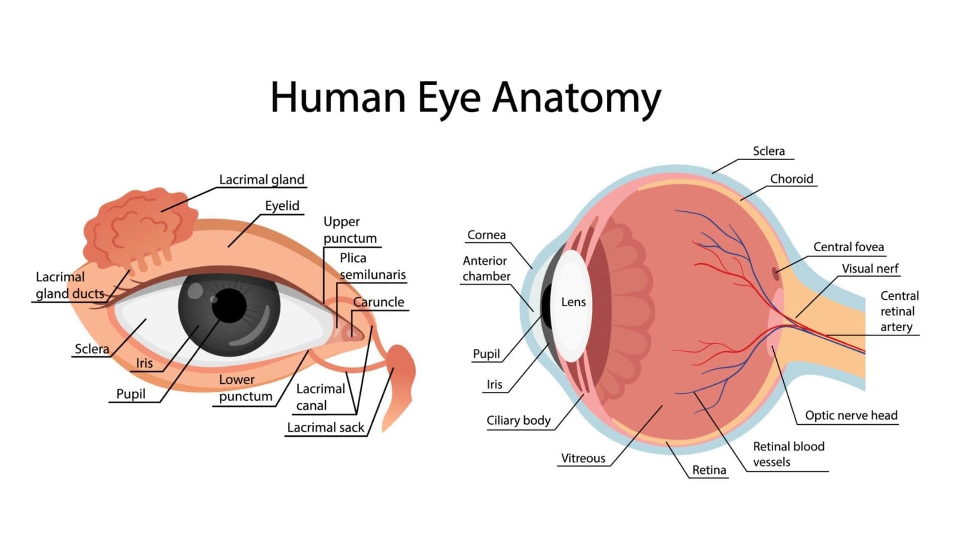 Eyelid Anatomy: Understanding the Upper, Lower, and Outer Parts
