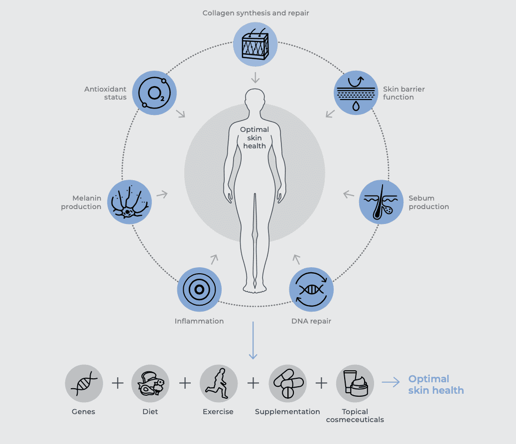 Diagram of the biological factors influencing optimal skin health